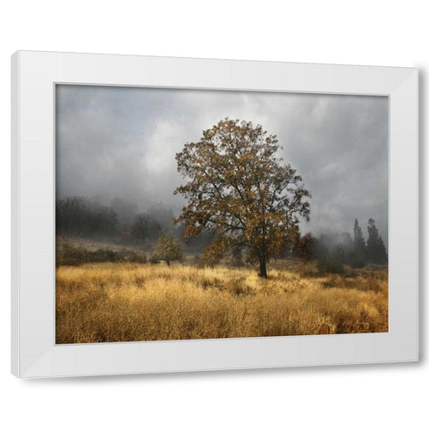 Field of Gold White Modern Wood Framed Art Print by Geyman, Vitaly
