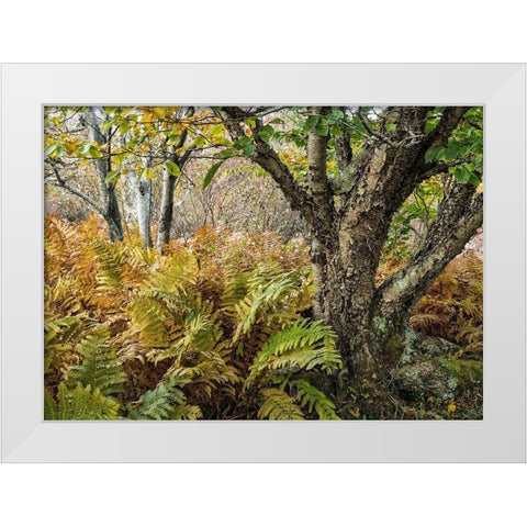 Autumn Fern White Modern Wood Framed Art Print by Head, Danny