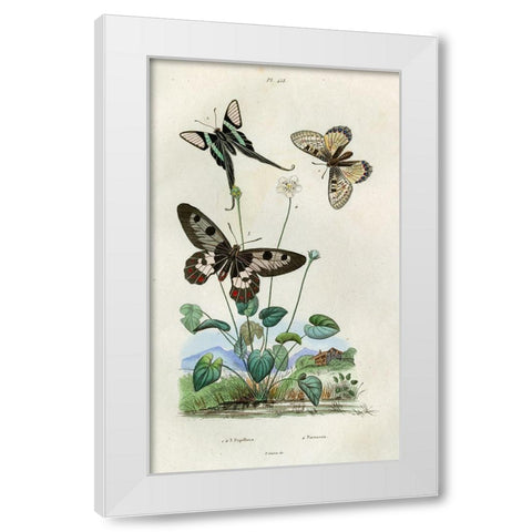 Papillons - Parnassie White Modern Wood Framed Art Print by Art Licensing Studio