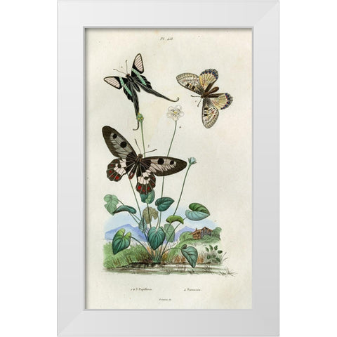 Papillons - Parnassie White Modern Wood Framed Art Print by Art Licensing Studio