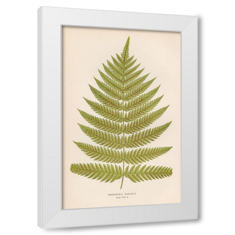 Woodwardia Radicans White Modern Wood Framed Art Print by Art Licensing Studio