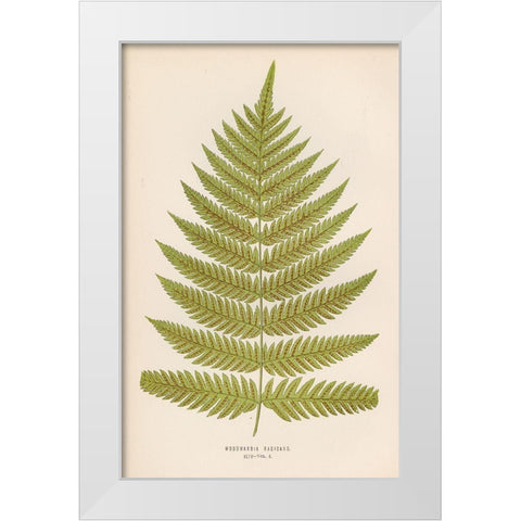 Woodwardia Radicans White Modern Wood Framed Art Print by Art Licensing Studio