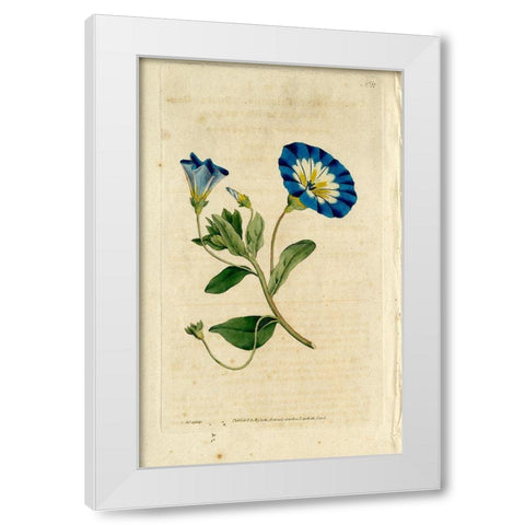 Blue Flower White Modern Wood Framed Art Print by Art Licensing Studio