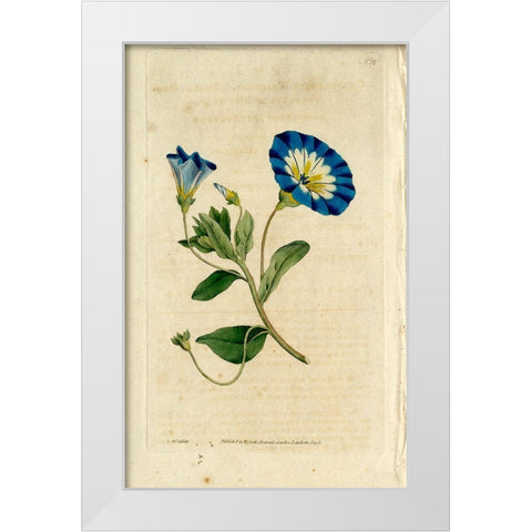 Blue Flower White Modern Wood Framed Art Print by Art Licensing Studio