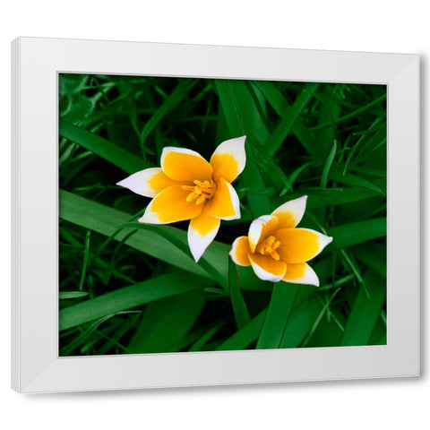 Birth White Modern Wood Framed Art Print by Heine, Ben