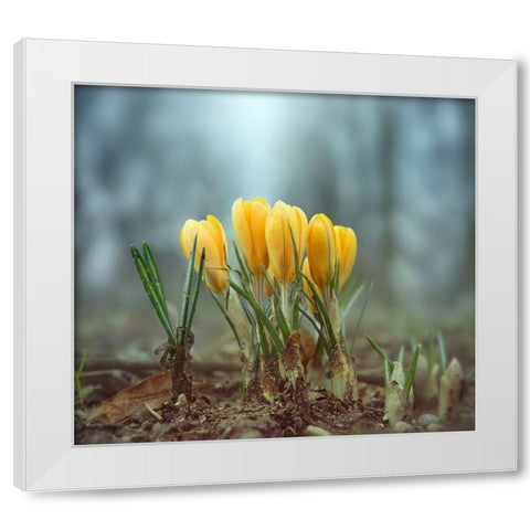 Crocuses White Modern Wood Framed Art Print by Heine, Ben
