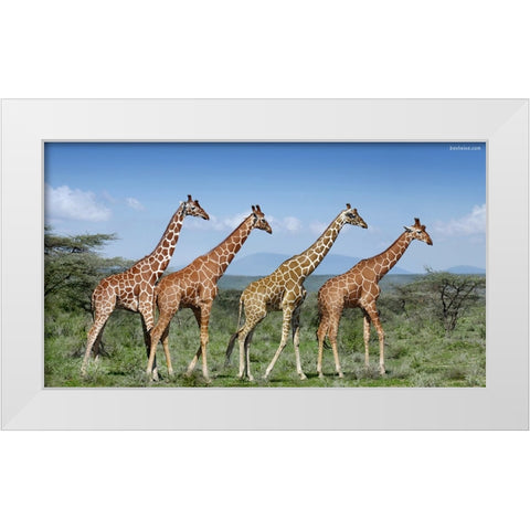 Happy Together White Modern Wood Framed Art Print by Heine, Ben