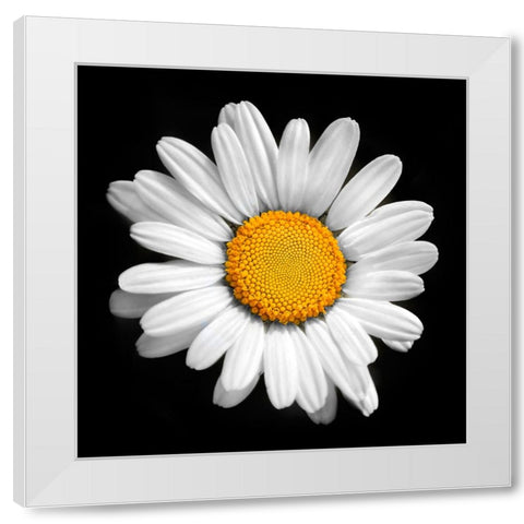 There is a Sun in Every Flower White Modern Wood Framed Art Print by Heine, Ben