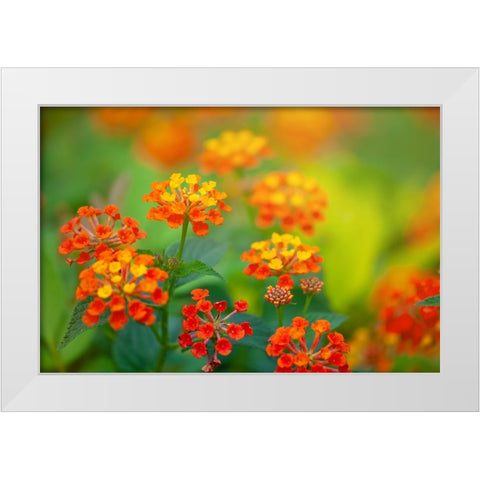 Tunisia 58 White Modern Wood Framed Art Print by Heine, Ben