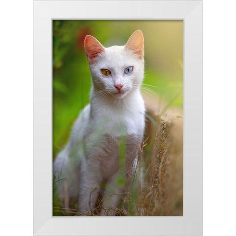 Tunisia 80 White Modern Wood Framed Art Print by Heine, Ben