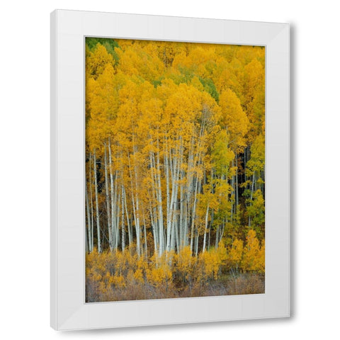 United We Stand 2 White Modern Wood Framed Art Print by Sherrell, Bill