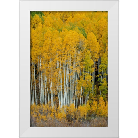 United We Stand 2 White Modern Wood Framed Art Print by Sherrell, Bill