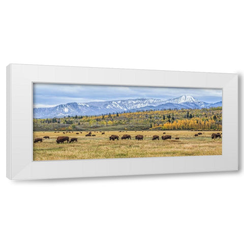 Grand Teton Bison Grazing White Modern Wood Framed Art Print by Galloimages Online