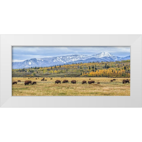 Grand Teton Bison Grazing White Modern Wood Framed Art Print by Galloimages Online