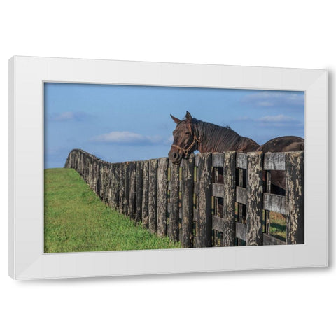 Hanging Out White Modern Wood Framed Art Print by Galloimages Online