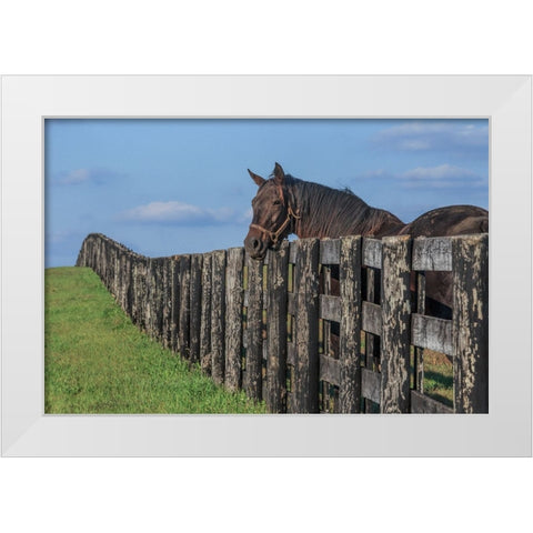 Hanging Out White Modern Wood Framed Art Print by Galloimages Online