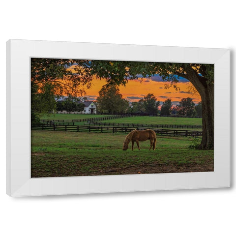 Horse Farm Sunset White Modern Wood Framed Art Print by Galloimages Online
