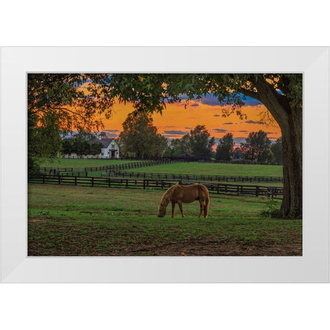 Horse Farm Sunset White Modern Wood Framed Art Print by Galloimages Online