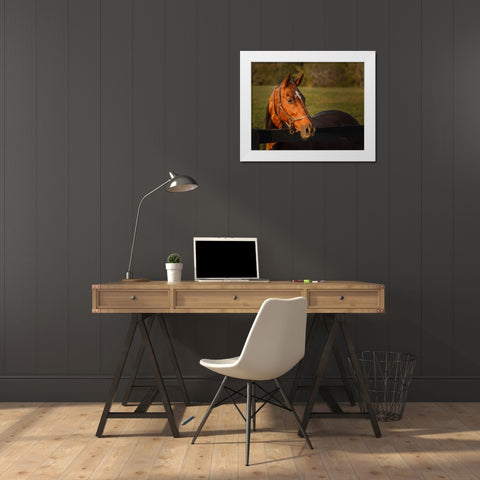 Horse Portrait White Modern Wood Framed Art Print by Galloimages Online