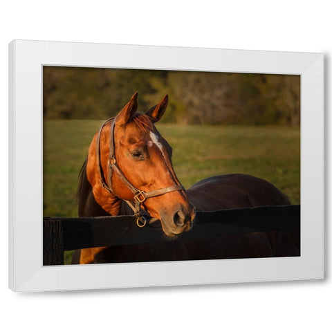 Horse Portrait White Modern Wood Framed Art Print by Galloimages Online