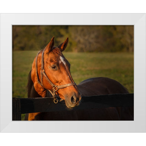 Horse Portrait White Modern Wood Framed Art Print by Galloimages Online