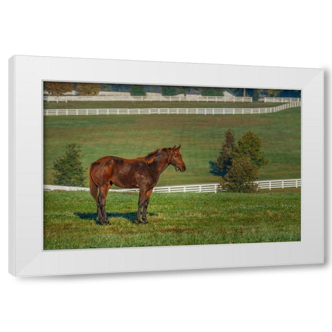 Out Standing In His Field (Oil Paint) White Modern Wood Framed Art Print by Galloimages Online