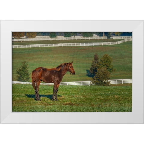 Out Standing In His Field (Oil Paint) White Modern Wood Framed Art Print by Galloimages Online