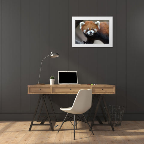 Red Panda White Modern Wood Framed Art Print by Galloimages Online