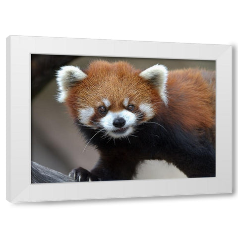 Red Panda White Modern Wood Framed Art Print by Galloimages Online
