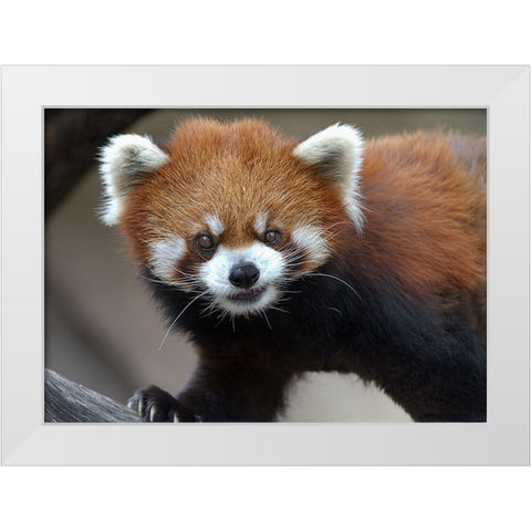 Red Panda White Modern Wood Framed Art Print by Galloimages Online