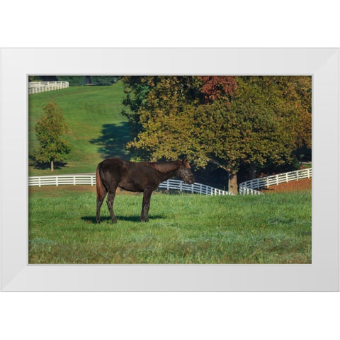 The Mane Event White Modern Wood Framed Art Print by Galloimages Online