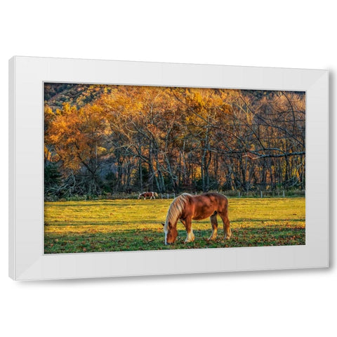 Cades Cove Horses At Sunset White Modern Wood Framed Art Print by Galloimages Online