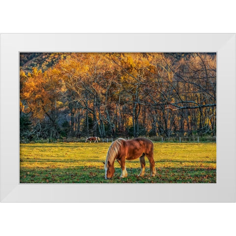 Cades Cove Horses At Sunset White Modern Wood Framed Art Print by Galloimages Online