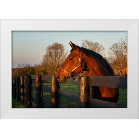 Horse At Sunset White Modern Wood Framed Art Print by Galloimages Online