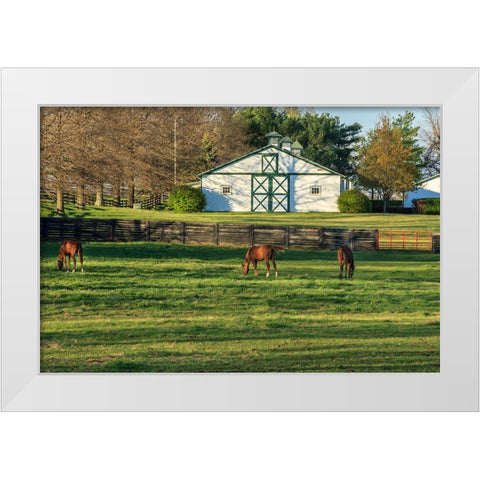 Horse Farm Landscape White Modern Wood Framed Art Print by Galloimages Online