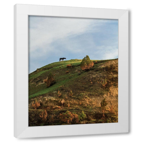 Horse On Hill (TRNP) White Modern Wood Framed Art Print by Galloimages Online