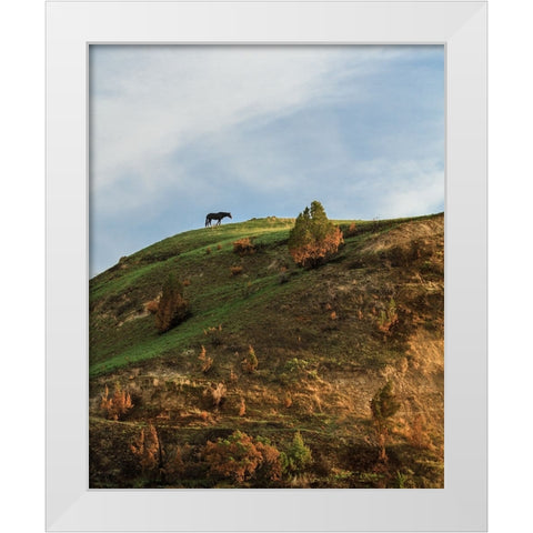 Horse On Hill (TRNP) White Modern Wood Framed Art Print by Galloimages Online
