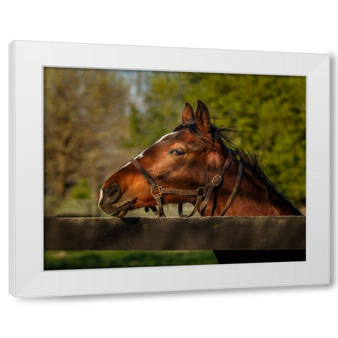 Horse Portrait White Modern Wood Framed Art Print by Galloimages Online