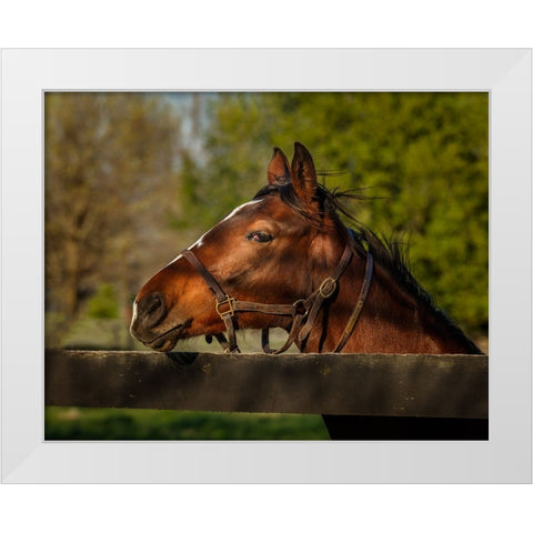 Horse Portrait White Modern Wood Framed Art Print by Galloimages Online