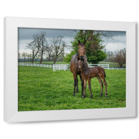 Mare And Foal 2 White Modern Wood Framed Art Print by Galloimages Online