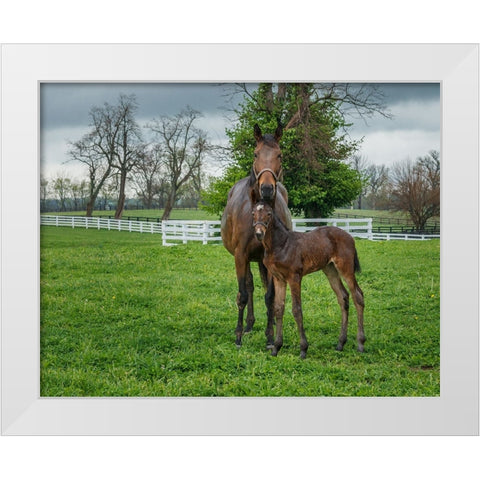 Mare And Foal 2 White Modern Wood Framed Art Print by Galloimages Online