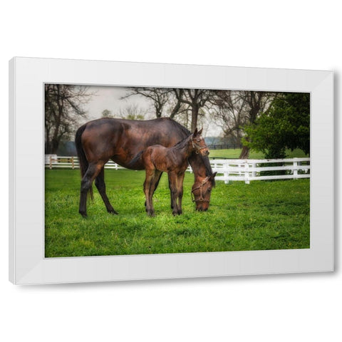 Mare And Foal Together White Modern Wood Framed Art Print by Galloimages Online