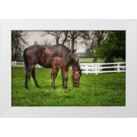 Mare And Foal Together White Modern Wood Framed Art Print by Galloimages Online