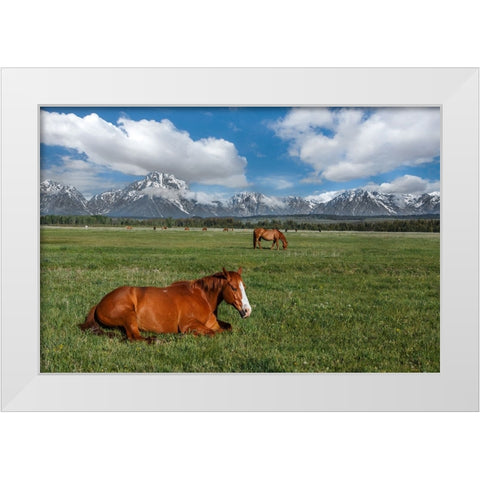 Teton Horses White Modern Wood Framed Art Print by Galloimages Online