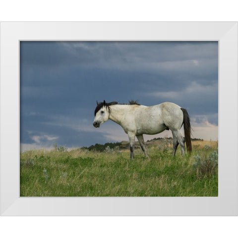Wild Horse - Stallion (Storm) White Modern Wood Framed Art Print by Galloimages Online
