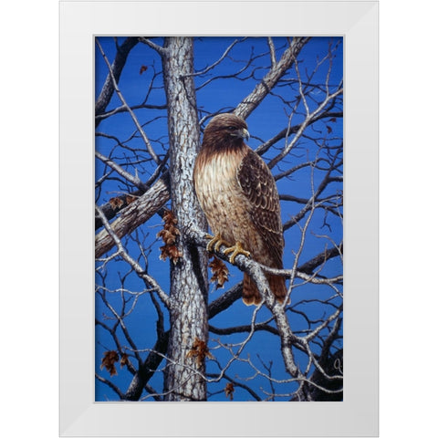 Red Tailed Hawk White Modern Wood Framed Art Print by Tift, Jeff