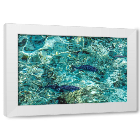 Maldives Fishes in the Clear Water 1 White Modern Wood Framed Art Print by Jenny Rainbow Fine Art