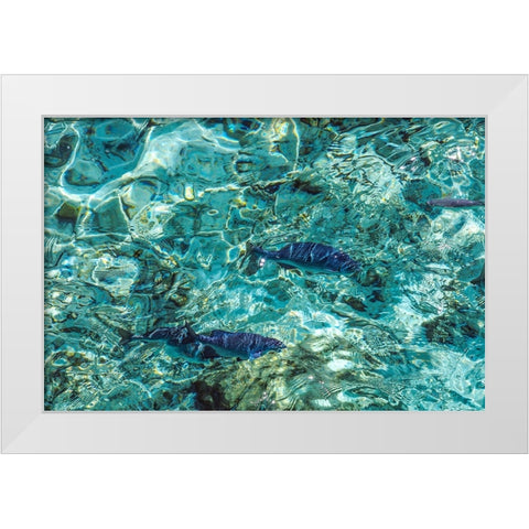 Maldives Fishes in the Clear Water 1 White Modern Wood Framed Art Print by Jenny Rainbow Fine Art