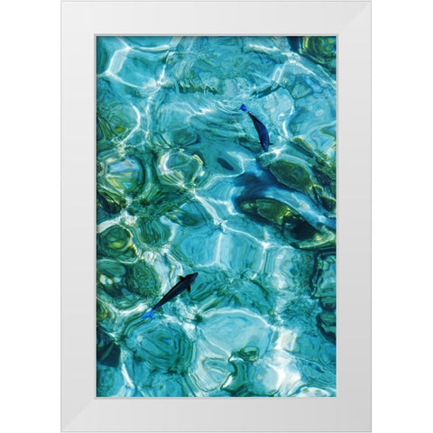 Maldives Fishes in the Clear Water 2 White Modern Wood Framed Art Print by Jenny Rainbow Fine Art