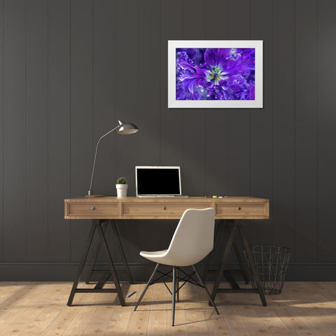 Purple Mysterious Parrot Tulip White Modern Wood Framed Art Print by Jenny Rainbow Fine Art